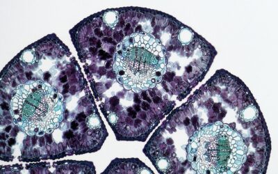 How Is Tandem Mass Spectrometry Useful in Protein Identification?
